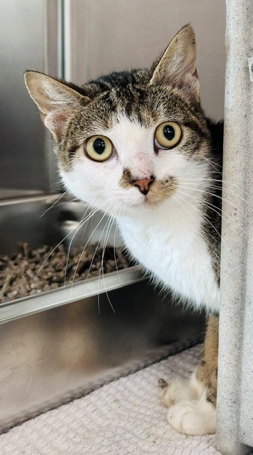 *RASPBERRY - Domestic Short Hair available for adoption
