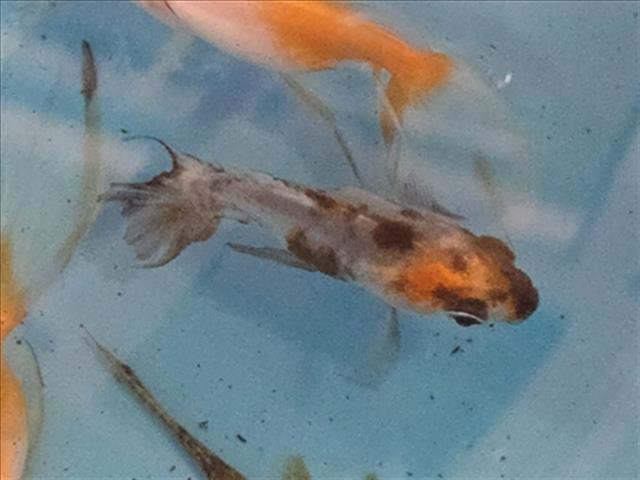 *BLU CHEESE - Fish available for adoption