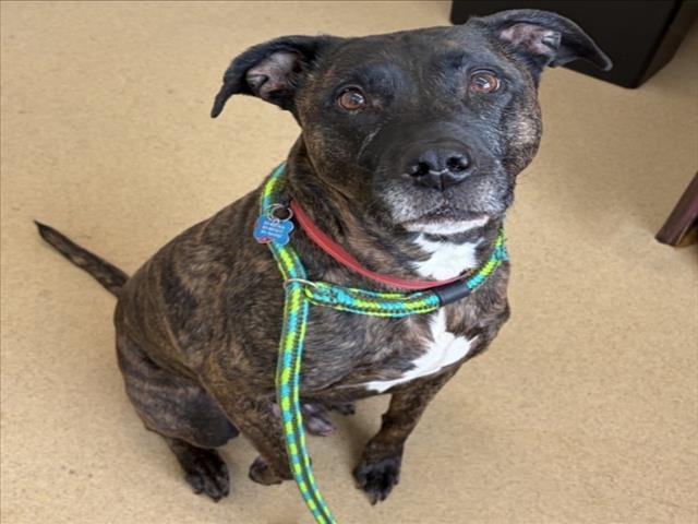 GRANITE - Labrador Retriever available for adoption