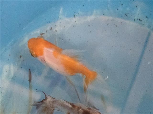 *CREAMSICLE POPSICLE - Fish available for adoption