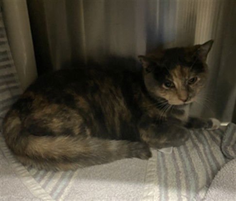 DHWASE - Domestic Short Hair available for adoption