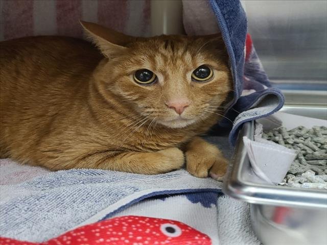 SIMBA - Domestic Medium Hair available for adoption