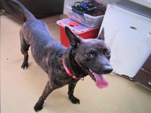 TYSON - Dutch Shepherd available for adoption