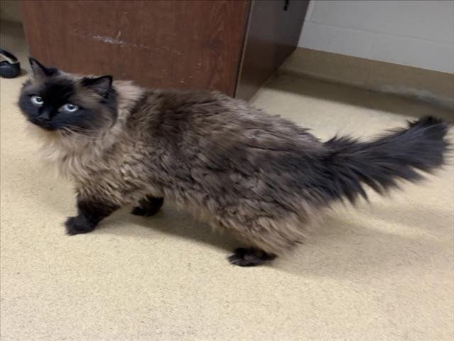 *POOKIE - Ragdoll available for adoption