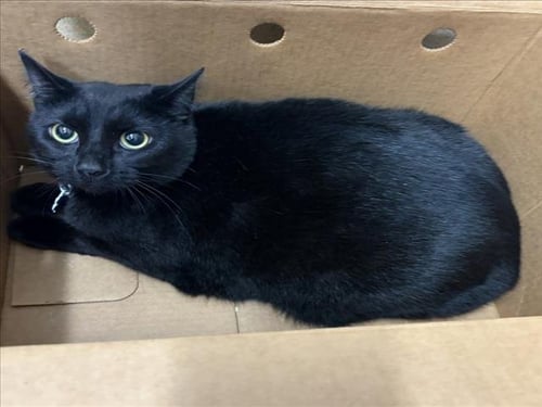 *BLOOM - Domestic Short Hair available for adoption