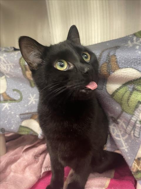 *BLOOM - Domestic Short Hair available for adoption