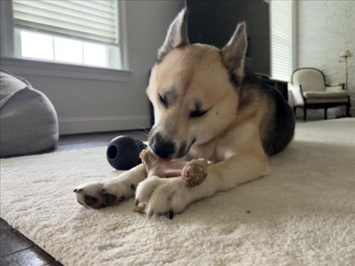 CAPT SUNSHINE - Siberian Husky available for adoption