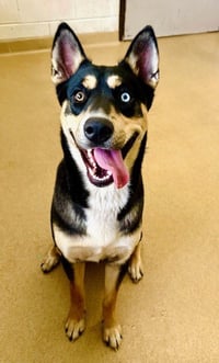 *WALDO - Photo 1