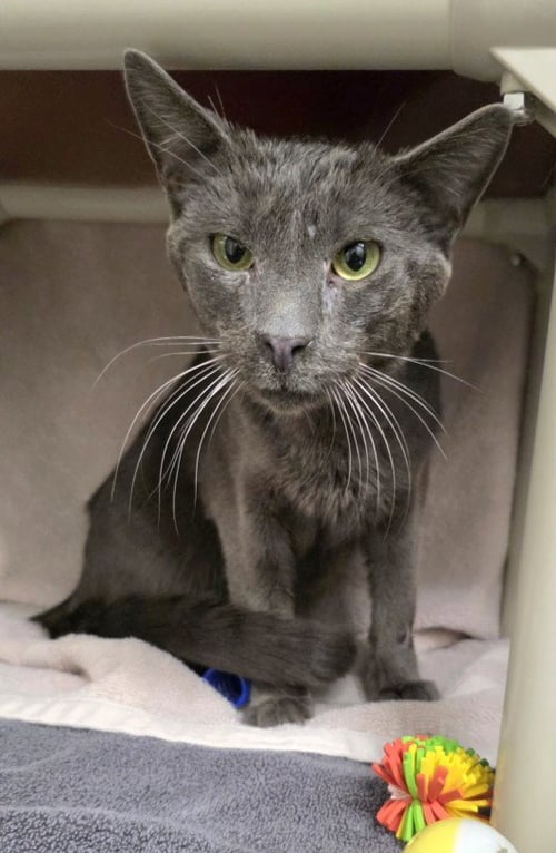 *CEDRIC - Russian Blue available for adoption