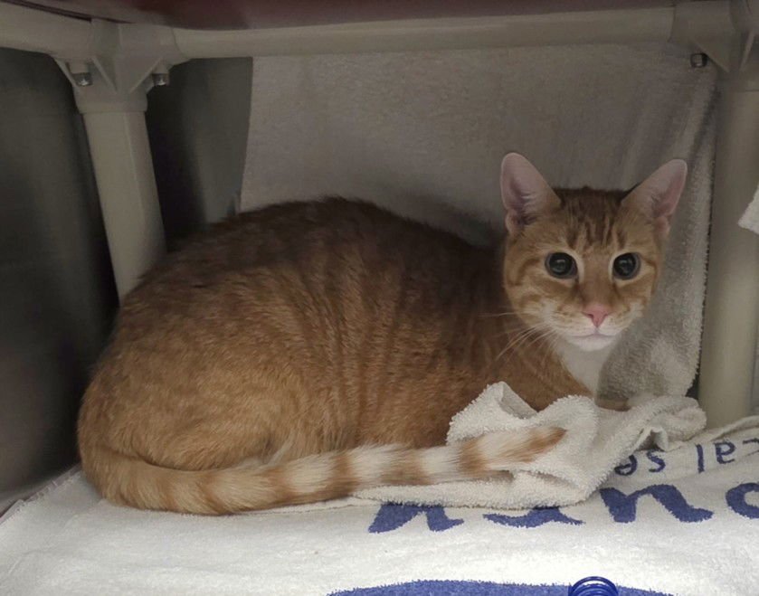 ODEN - Domestic Short Hair available for adoption