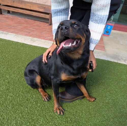*ROXANNE - Rottweiler available for adoption