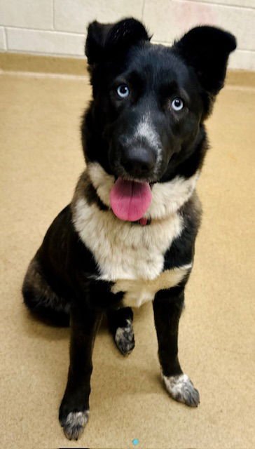 *ORACLE - Border Collie / Siberian Husky available for adoption