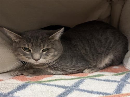 *CUPCAKE - Domestic Short Hair available for adoption