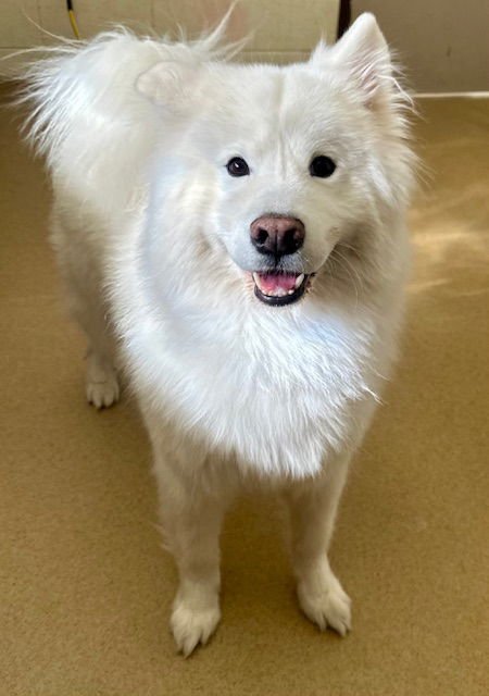 ICE - Samoyed available for adoption
