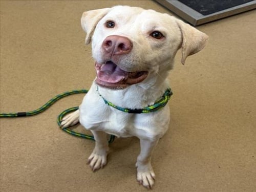 KING - Labrador Retriever / American Pit Bull Terrier available for adoption
