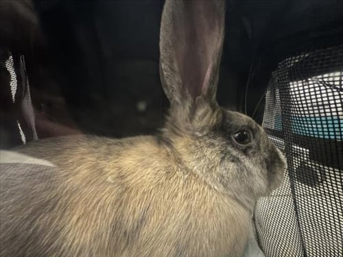 FLUFFY - Shorthaired Rabbit available for adoption