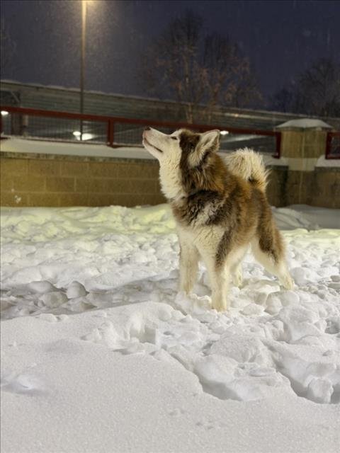 TEDDY - Siberian Husky available for adoption