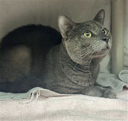 *SILVER - Domestic Short Hair available for adoption