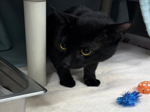 *FIELD - Domestic Short Hair available for adoption