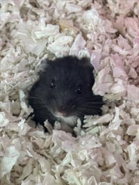 *PIKACHU - Photo 1