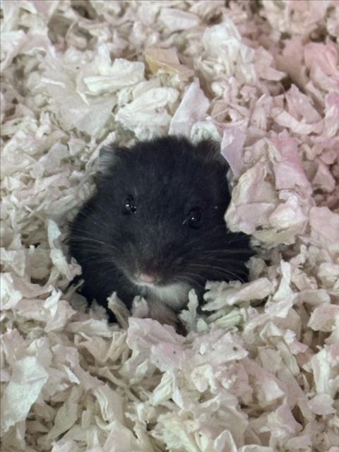 *PIKACHU - Hamster available for adoption