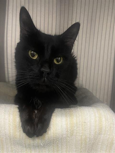*GREGORIO - Domestic Short Hair available for adoption