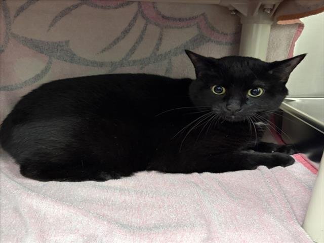 BINX Image