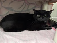 BINX - Photo 1