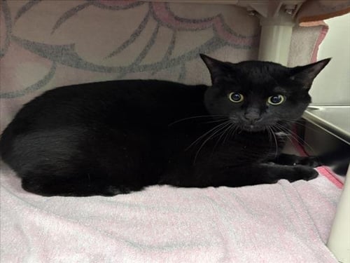 BINX - Domestic Short Hair available for adoption