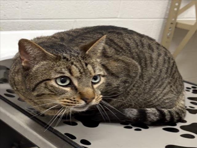 OLLIE - Domestic Short Hair available for adoption