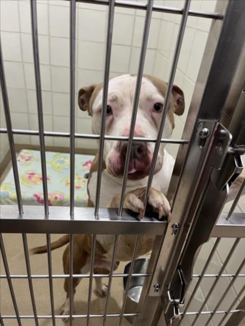 STANLEY - American Pit Bull Terrier available for adoption