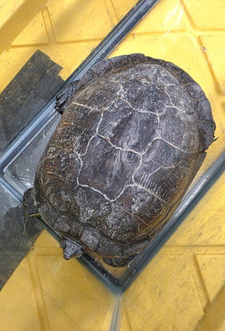 CAPTAIN HENRYETTA - Turtle available for adoption