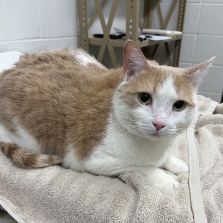 KAT - Domestic Short Hair available for adoption