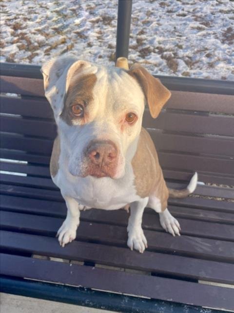 *ORDELIA - Boxer available for adoption