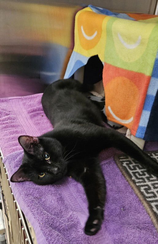 CASHMERE - Domestic Short Hair available for adoption