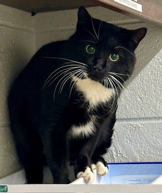 *SECRET AGENT - Domestic Short Hair available for adoption