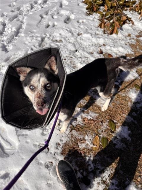 AIKO - Siberian Husky available for adoption