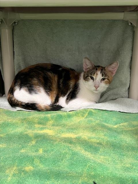 TWINKLES - Domestic Short Hair available for adoption