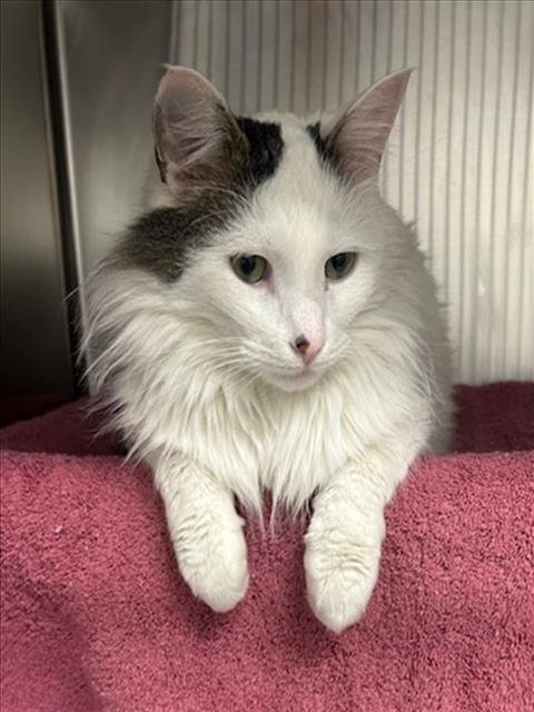 NEWTON CHARLES - Domestic Short Hair available for adoption