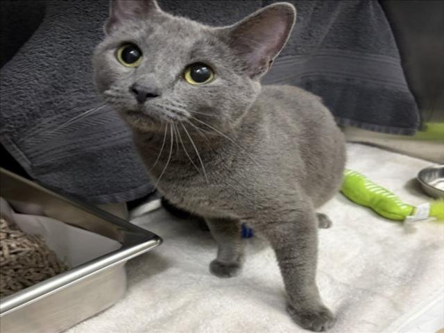 *WONDERFUL - Domestic Short Hair available for adoption