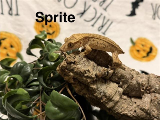 SPRITE Image