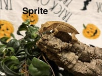 SPRITE - Photo 1