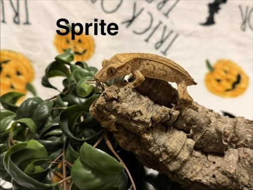 SPRITE - Gecko available for adoption