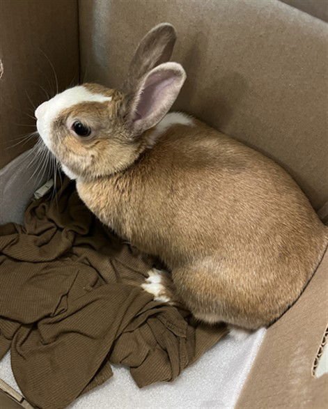 *CAMILLA - Shorthaired Rabbit available for adoption