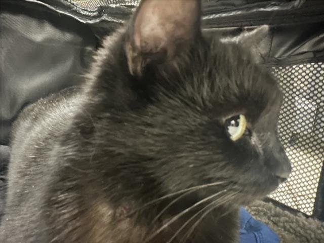 PANTERA - Domestic Short Hair available for adoption