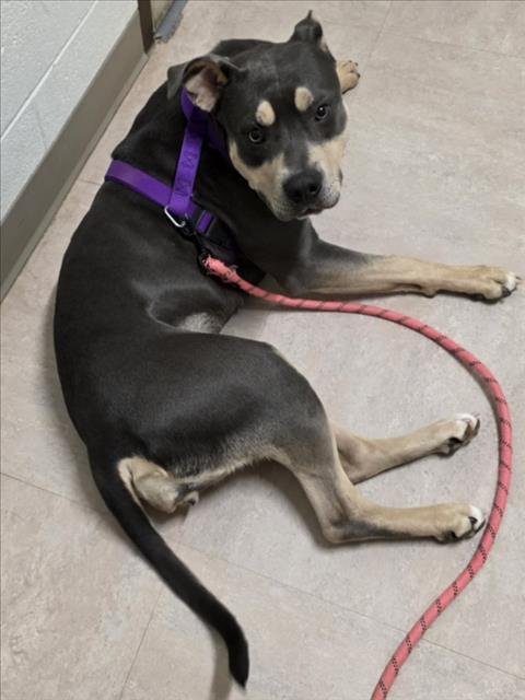 *STELLA - Rottweiler available for adoption