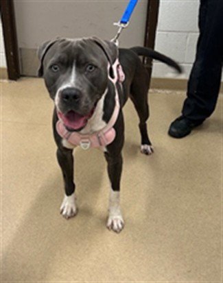 *PRINCE - American Pit Bull Terrier available for adoption