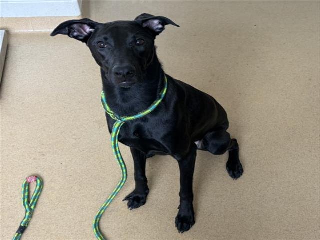 YAYA - Labrador Retriever available for adoption