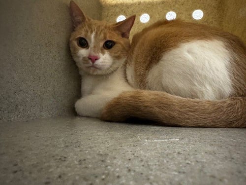 *PORTHOS - Domestic Short Hair available for adoption