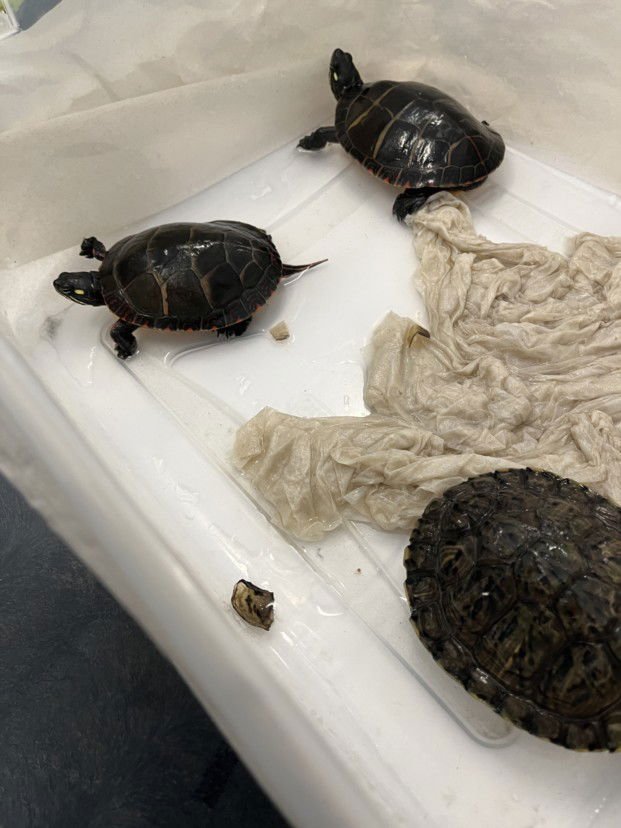 HOUDINI - Turtle available for adoption